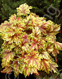 Heucherella 'Golden Zebra'